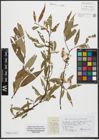 Foto von Salix russelliana Sm.